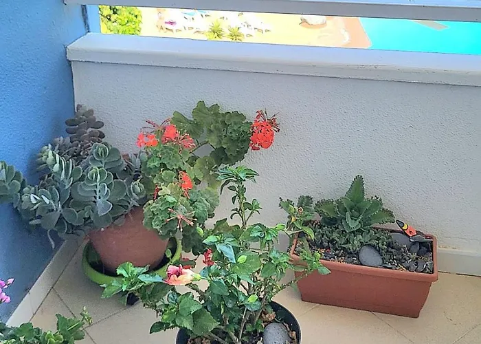 Tenerife Sud Golf Appartament * San Miguel de Abona